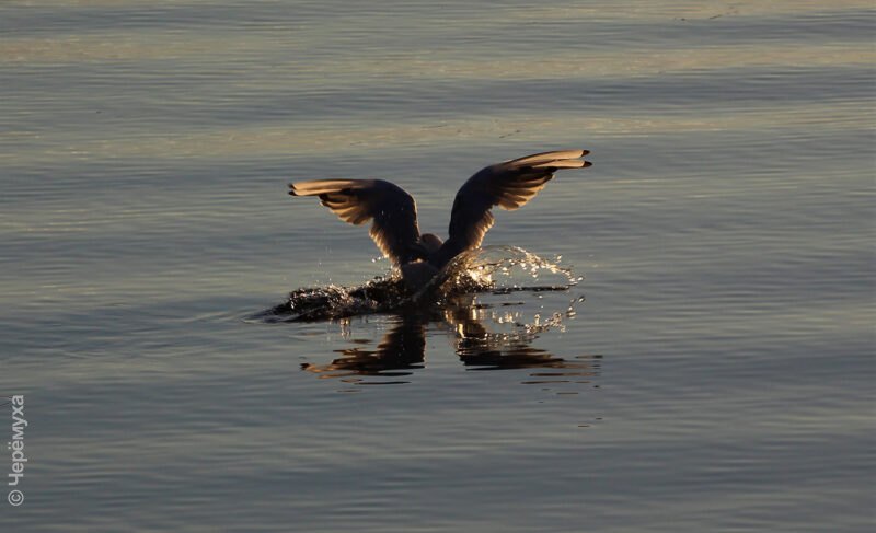 Здравствуй, лето! В Рыбинске будет жарко. Но возможны дожди и грозы