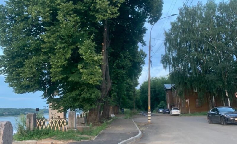 Общественники о спиливании веток на Стрелке: «Деревья обрезали варварским способом»