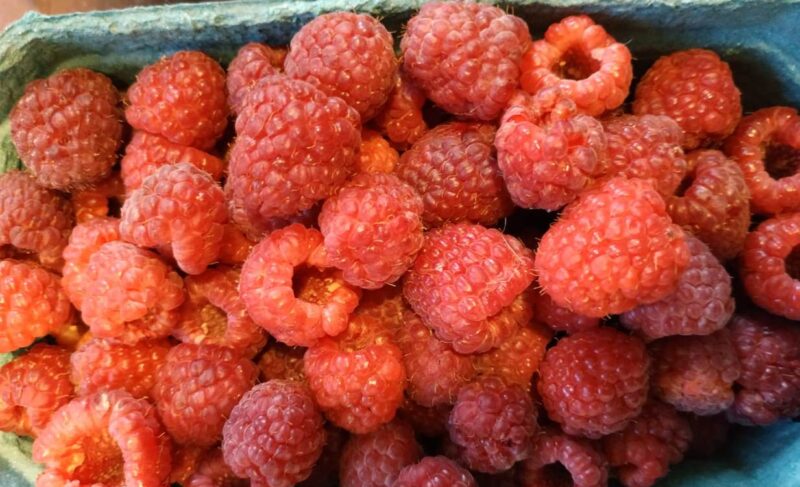 11 тонн малины в год: фермеры из Рыбинского района получили грант на выращивание ягод