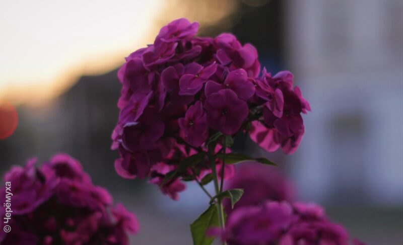 Жара уйдёт. Прогноз погоды в Рыбинске