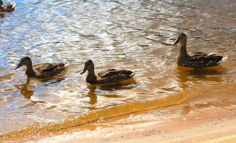 Администрация Рыбинска намерена сдать в аренду участок берега на Пилоставной