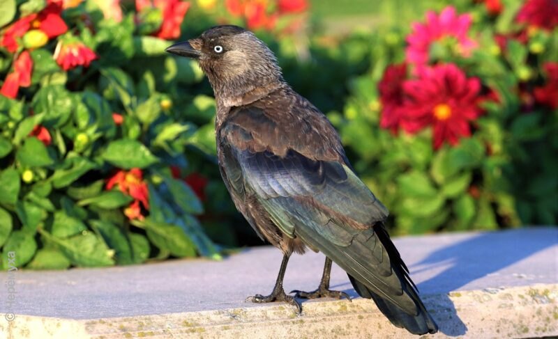 И дождь, и солнце: прогноз синоптиков на первую неделю июля