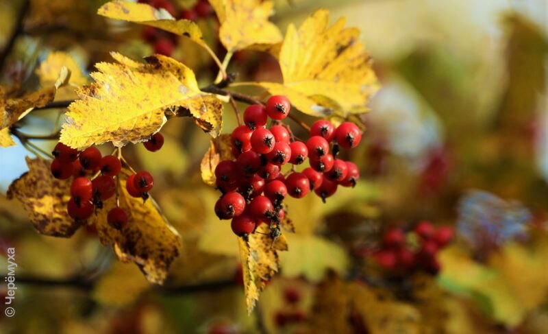 Облачность, дожди и заморозки по ночам: прогноз погоды в Рыбинске
