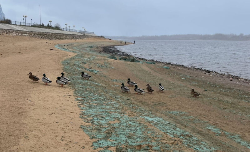 «Взвесь зелёного цвета». Почему на берегу Волги образуется яркий налёт?
