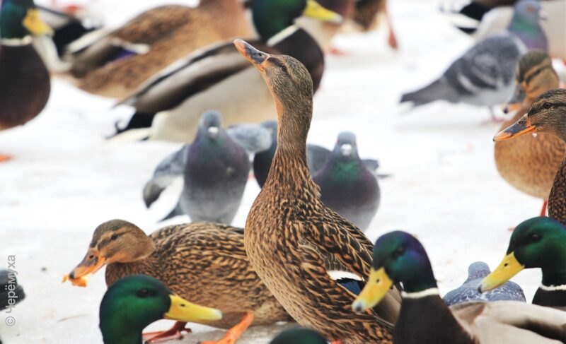 Декабрьская оттепель: прогноз погоды в Рыбинске