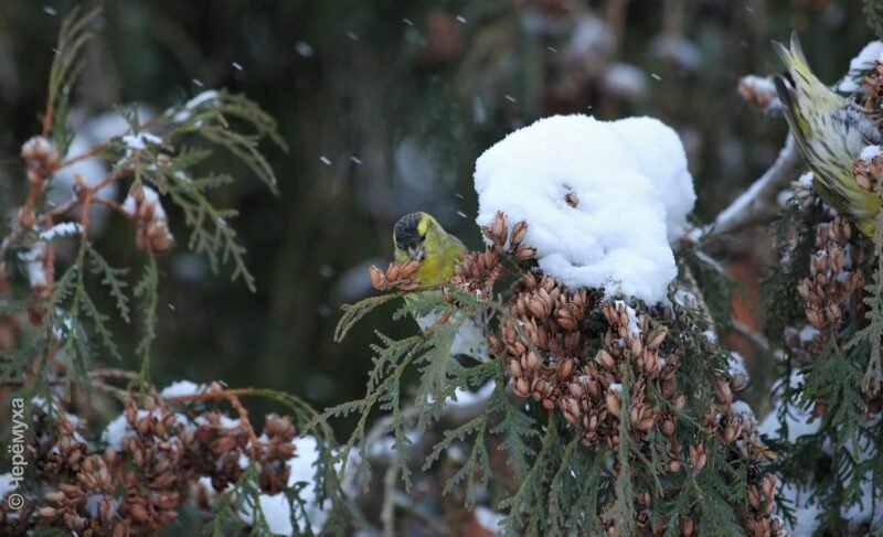 Крещенское потепление. Прогноз погоды в Рыбинске на неделю