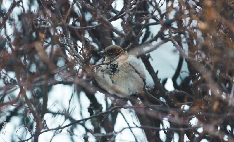 С потеплением и снегом: какой будет погода в последнюю неделю осени в Рыбинске