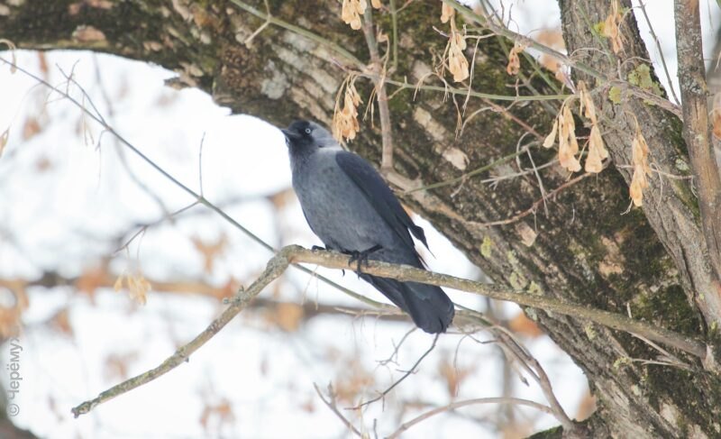 Какой будет последняя неделя календарной зимы. Прогноз погоды в Рыбинске