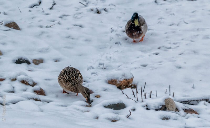 В Рыбинск пришла зима? Прогноз погоды на неделю