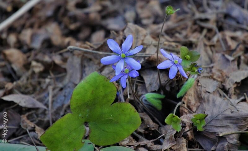 Капризная весна: в Рыбинске прогнозируют тёплую, но дождливую погоду