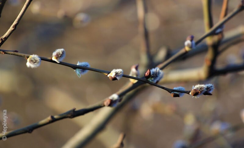Экватор весны: в Рыбинске будет тепло, но дождливо