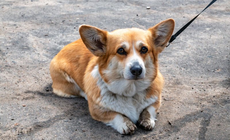 «Верность» включили в областной реестр благотворительных организаций