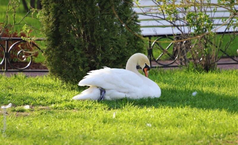 Тепло в Рыбинск скоро вернётся. Но с небольшими дождями