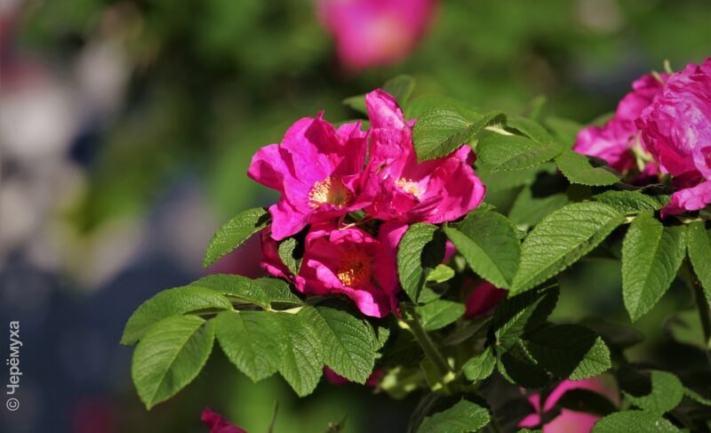 Тепло с дождями: прогноз погоды в Рыбинске