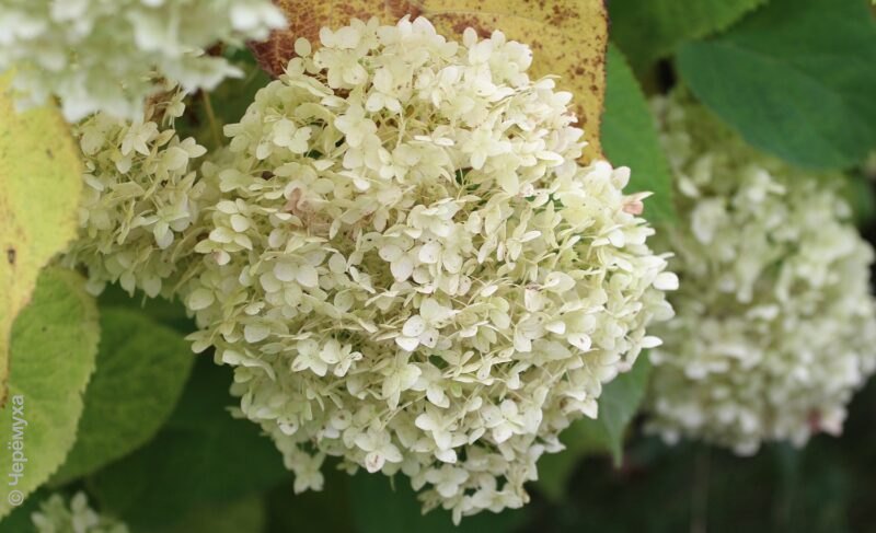Дожди против солнца. Прогноз погоды в Рыбинске