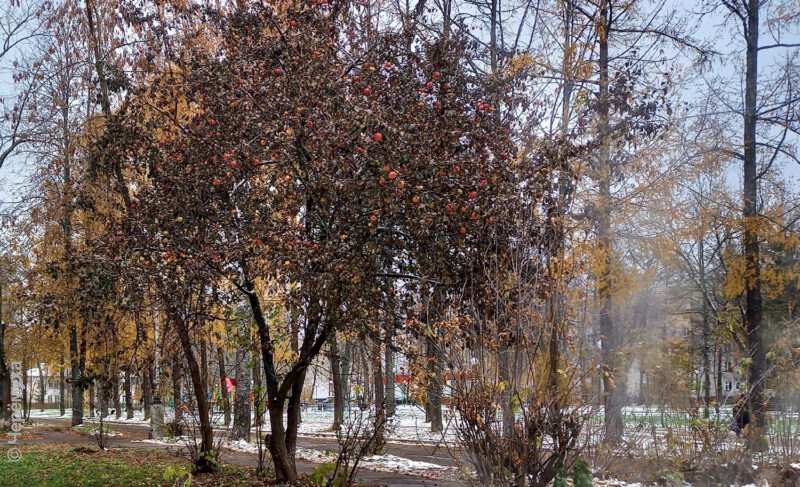 В Рыбинск снова придёт потепление. Будут и дожди