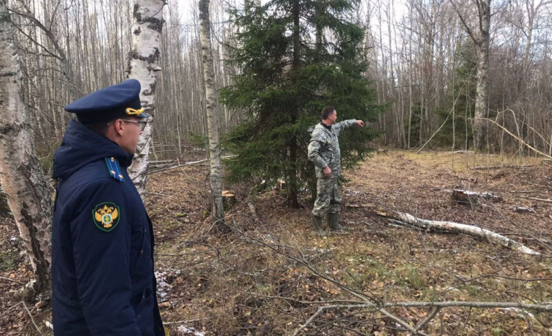Ущерб — четыре миллиона. В регионе возбуждено уголовное дело о незаконной вырубке леса