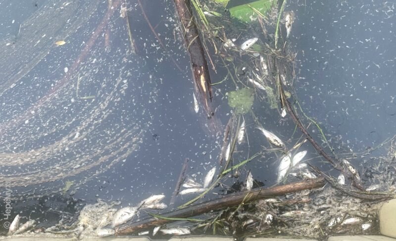 Суд оставил в силе наказание для «ДЭС» из-за гибели рыбы в Черёмухе