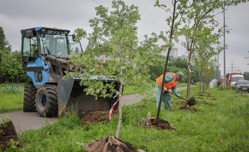 В Рыбинске высаживают деревья-крупномеры. На озеленение города направят 30 миллионов рублей