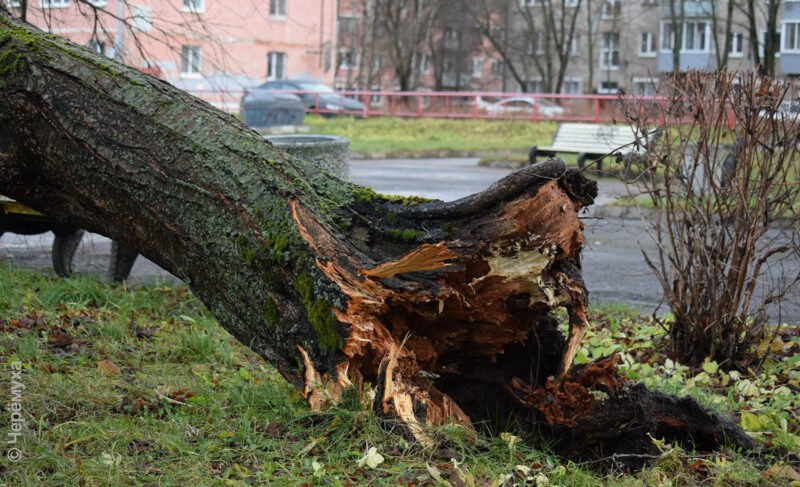 Сломанные деревья и остановки, отключения воды: что в Рыбинске натворила непогода