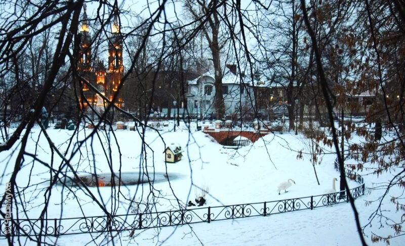 В Карякинском саду снова живут два лебедя. Фото