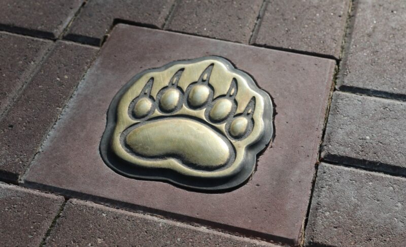 В Ростове Великом начали создавать «Медвежью тропу»