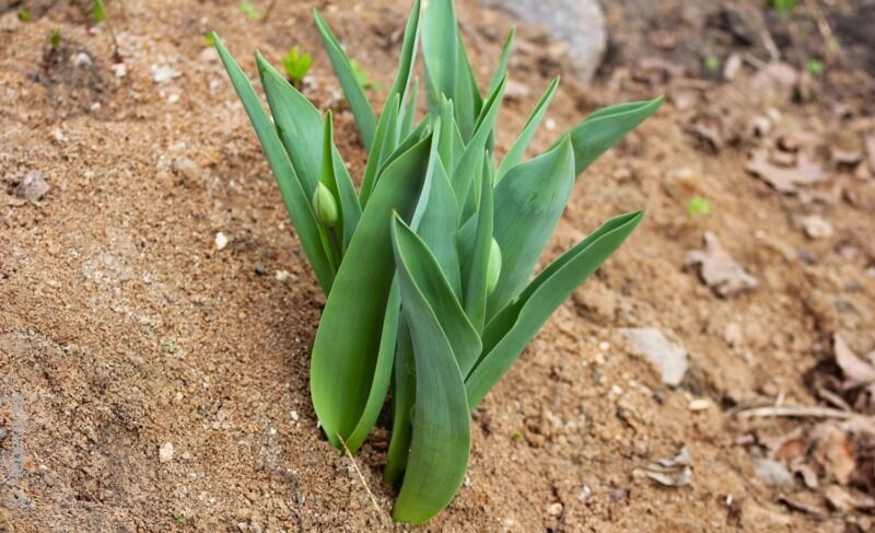 Живое украшение: в Рыбинске заключили контракты на поставку цветочной рассады