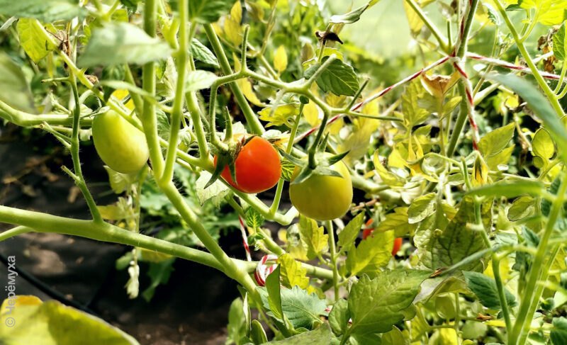 Ярославская область — в пятёрке лидеров по приросту индекса сельхозпроизводства