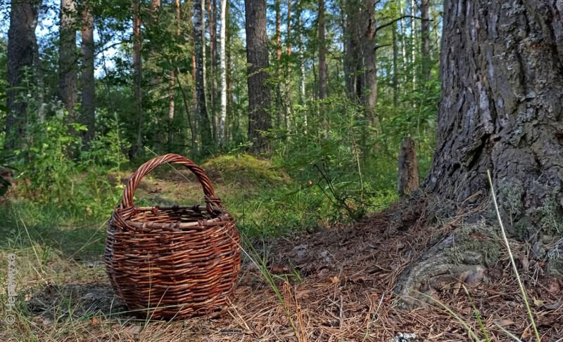Пригодилась лестница: рыбинские спасатели помогли двум женщинам выбраться из леса