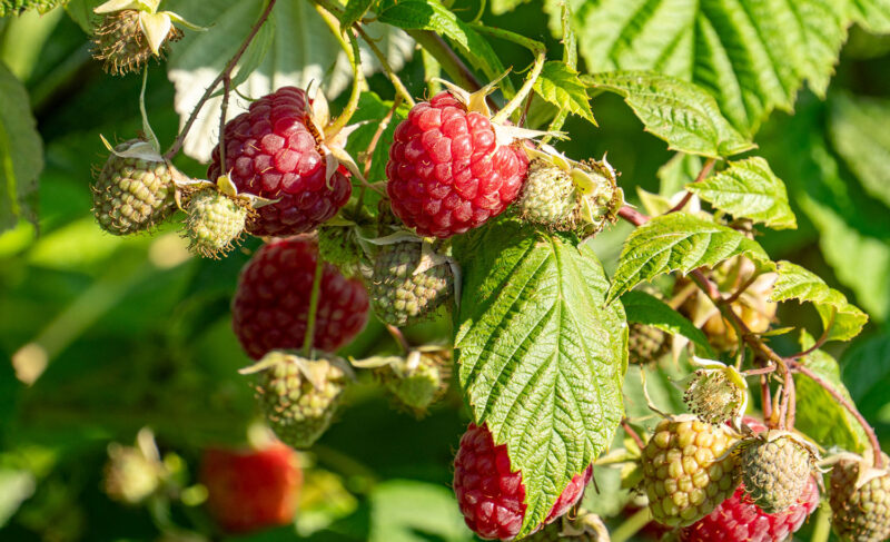 Под Рыбинском растёт «Верхневолжская ягода»! Опыт предпринимателей по развитию малинового бизнеса