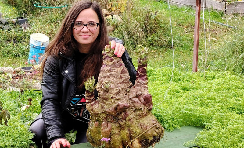 Брюква в 16 килограммов! Опыт Ольги Догадаевой из Рыбинска по выращиванию гигантских овощей