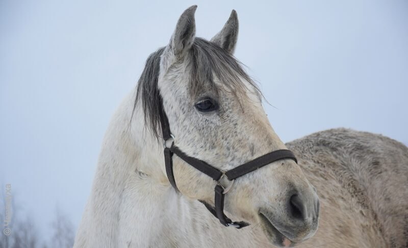 Быть на коне! Фото про символ 2026 года