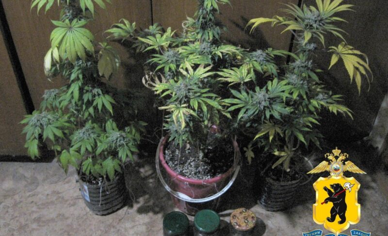 В Рыбинске женщина предлагала взятку полицейским, чтобы избежать ответственности за хранение запрещённых веществ