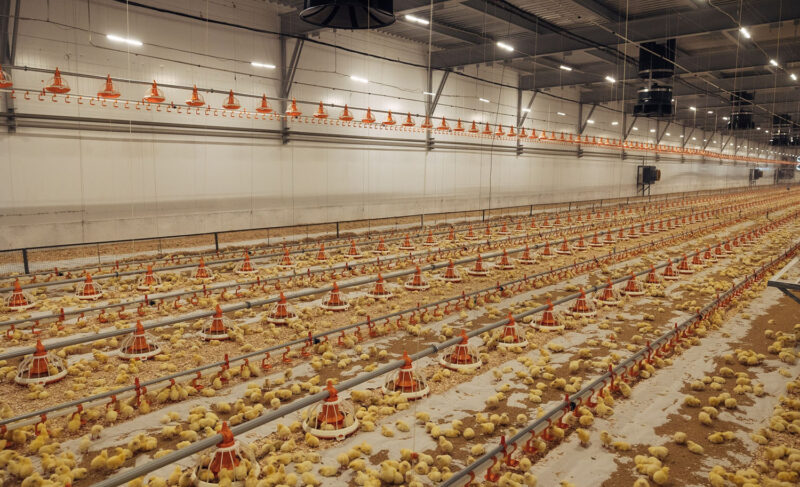 «Ярославский бройлер» — в числе крупнейших производителей мяса птицы в стране! Фабрика вошла в топ-20