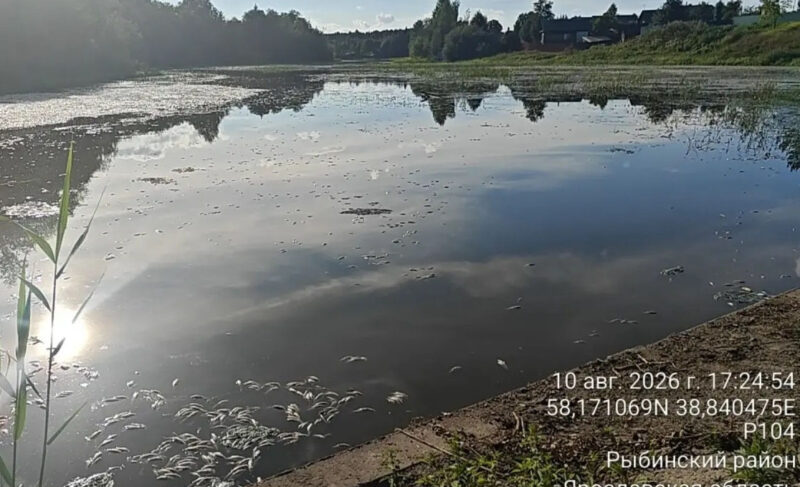 В областном минприроды прокомментировали гибель рыбы под Рыбинском