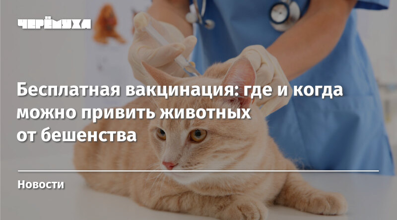 Животные на прививку. Зачем вакцинировать животных. Ветврач с золотым котом. Ветврач мерзкая картинка. Бесплатная вакцинация кошек в москве 2024