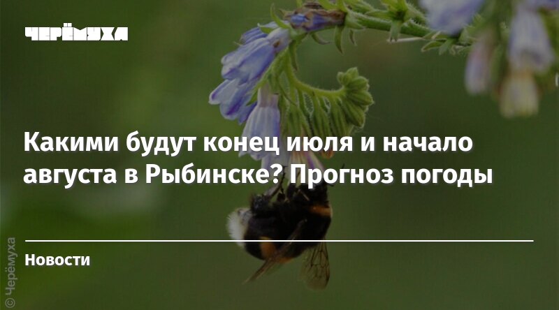 Конец июля однажды вы. Конец июля начало августа. Конец июля начало. Рыбинск р черемуха фото.